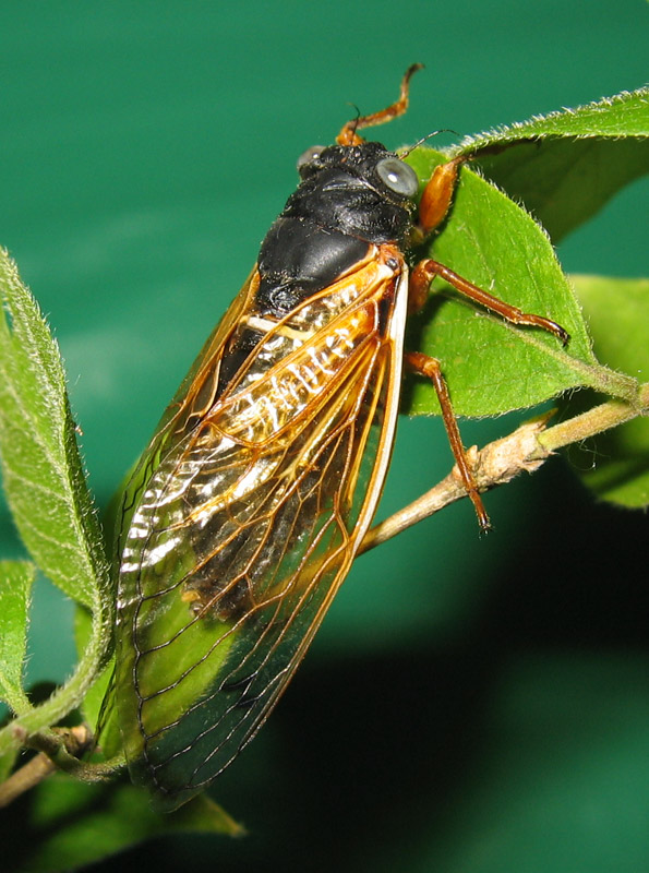 Photo of a Magicicada cicada with blue eyes by Roy Troutman.