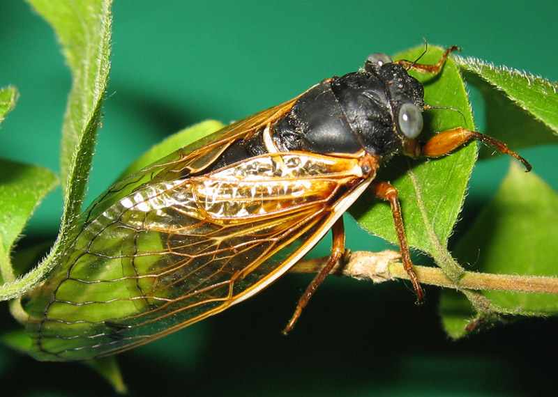 Photo of a Magicicada cicada with blue eyes by Roy Troutman.