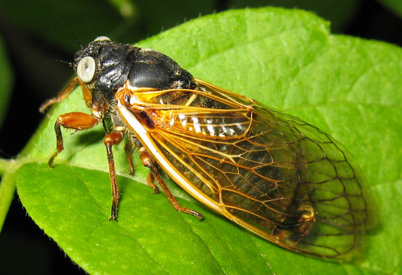 Photo of a Magicicada cicada with white eyes by Roy Troutman.