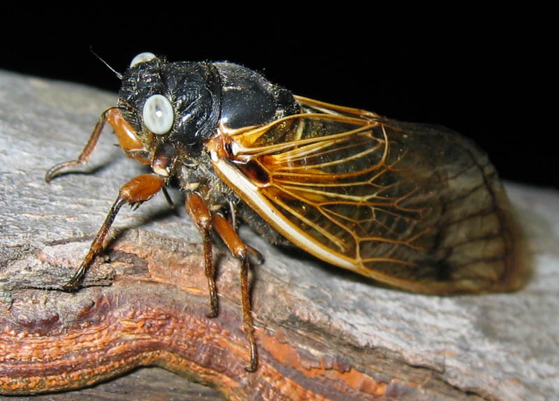 Photo of a Magicicada cicada with white eyes by Roy Troutman.