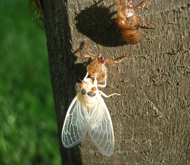 Magicicada Brood X photos by Steve Groh from 2004