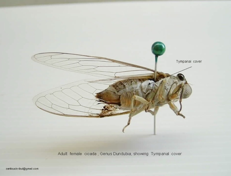 Adult female cicada, Genus Dundubia, showing Tympanal cover