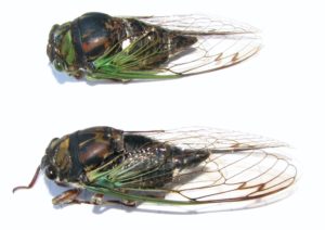 Swamp and Lyric Cicada