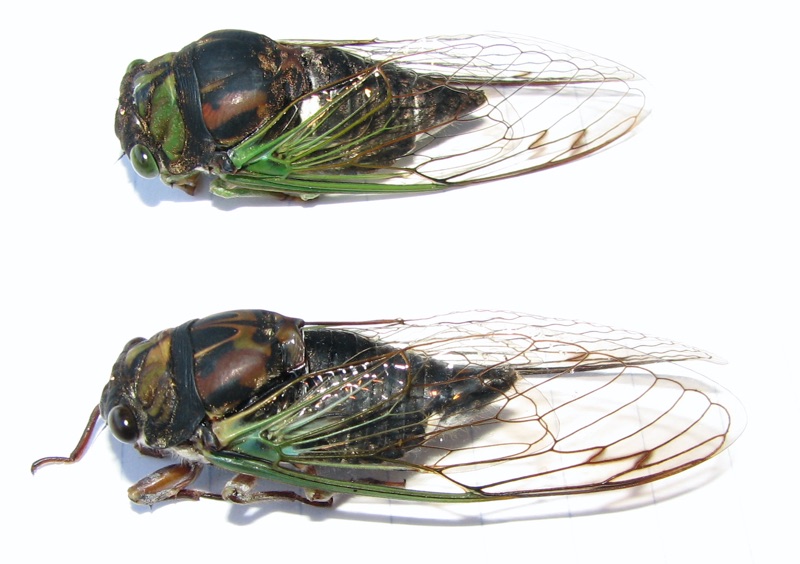 Swamp and Lyric Cicada