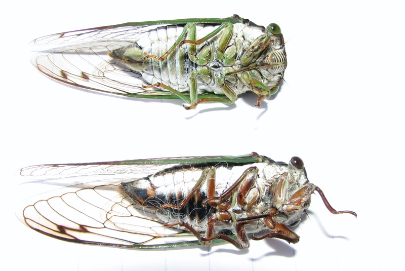 Lyric and Swamp Cicada