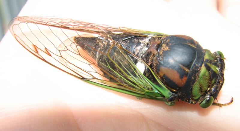 Swamp cicada