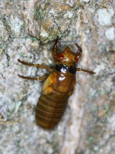 13 Year Nymph by Roy Troutman taken in Chilo Ohio in 2014