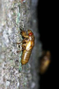 13 Year Nymph by Roy Troutman taken in Chilo Ohio in 2014 on tree_001