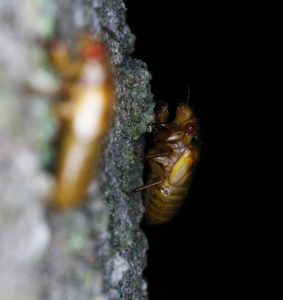 13 Year Nymph on tree by Roy Troutman taken in Chilo Ohio in 2014