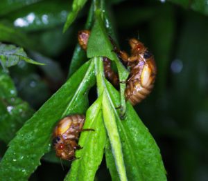 13 Year Nymphs by Roy Troutman taken in Chilo Ohio in 2014