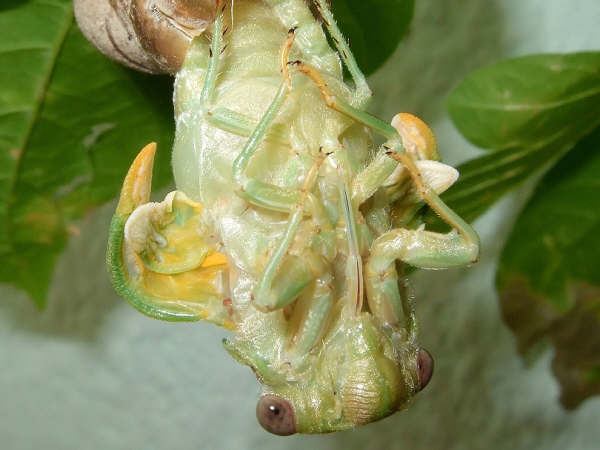 18 Tibicen plebejus molt sequence, photos by Iván Jesus Torresano García