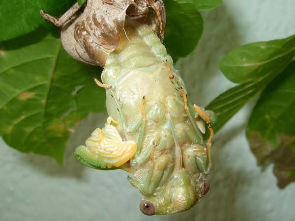 19 Tibicen plebejus molt sequence, photos by Iván Jesus Torresano García