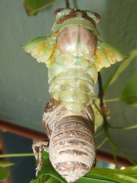 20 Tibicen plebejus molt sequence, photos by Iván Jesus Torresano García