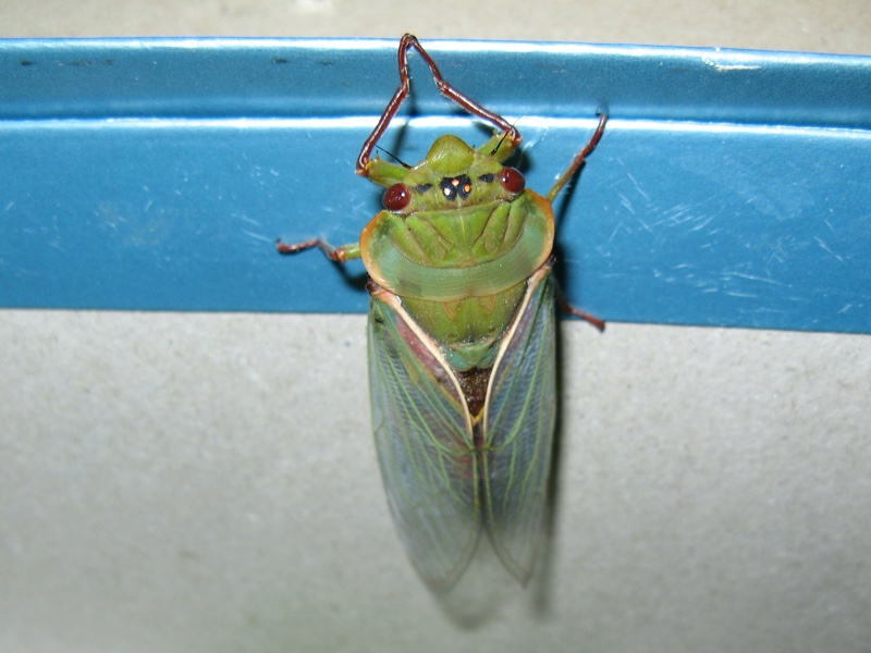 Kevin Lee's Green Grocer (Cyclochila australasiae)