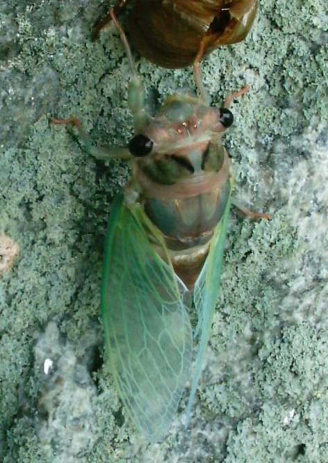 Gerry Neotibicen