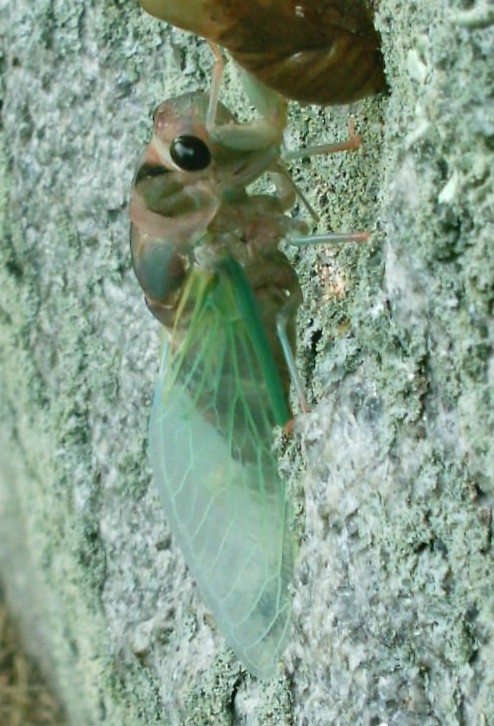 Gerry Neotibicen