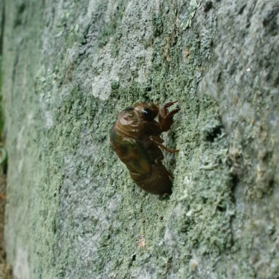 Gerry Neotibicen