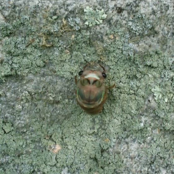 Gerry Neotibicen