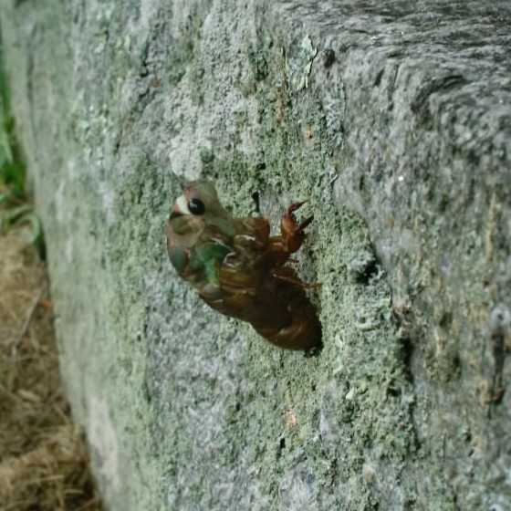 Gerry Neotibicen