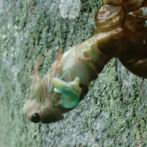 Gerry Neotibicen