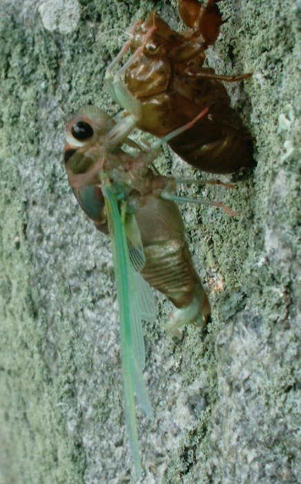 Gerry Neotibicen