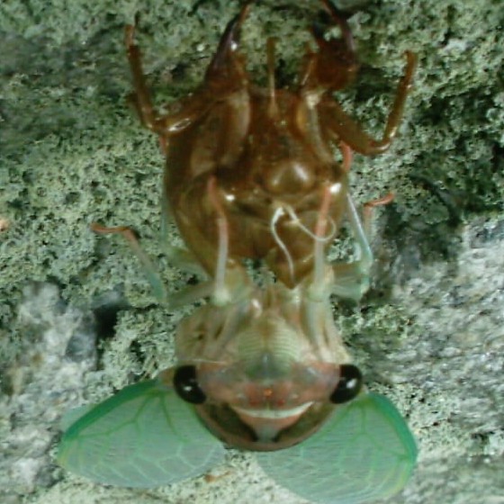 Gerry Neotibicen