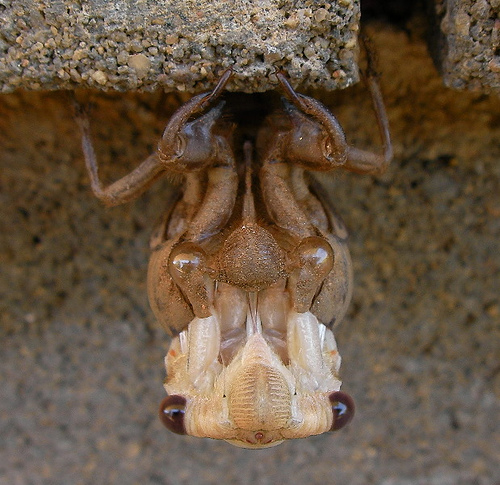 Molting T. colorata