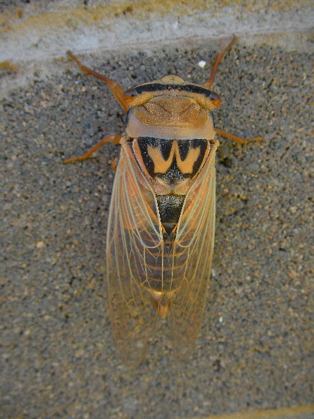 Orange Drummer (Thopha colorata)