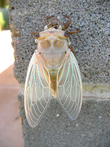 Teneral Orange Drummer (Thopha colorata)