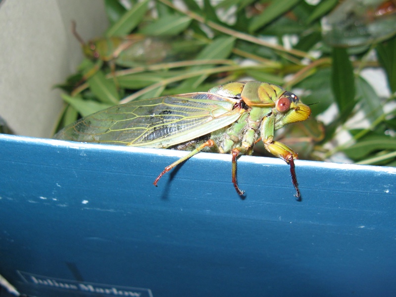 Kevin Lee's Green Grocer (Cyclochila australasiae)