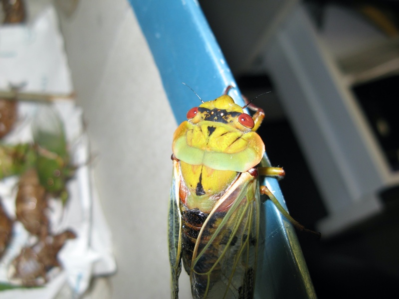 Kevin Lee's Green Grocer (Cyclochila australasiae)