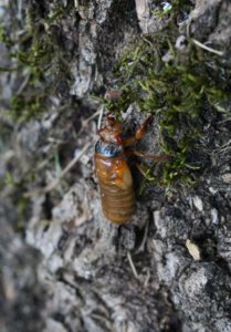 2014 Ohio M tredecassini Nymph by Roy Troutman