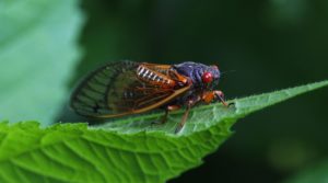 2014 Ohio M tredecassini adult on leaf by Roy Troutman