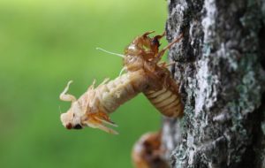 2014 Ohio M tredecassini cicada ecdysis byRoy Troutman
