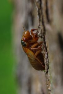 2014 Ohio M tredecassini nymph on tree by Roy Troutman