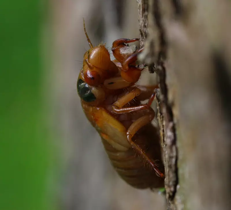 2014 Ohio M tredecassini nymph on tree by Roy Troutman