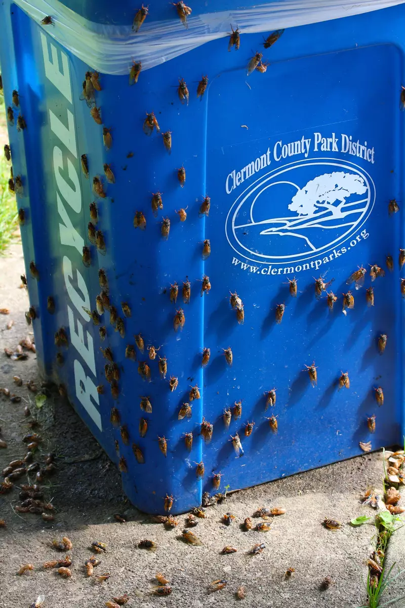 2014 Ohio periodical cicadas on a trash bin by Roy Troutman
