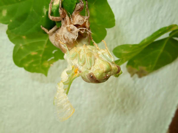 23 Tibicen plebejus molt sequence, photos by Iván Jesus Torresano García