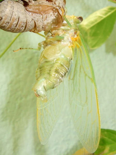 29 Tibicen plebejus molt sequence, photos by Iván Jesus Torresano García