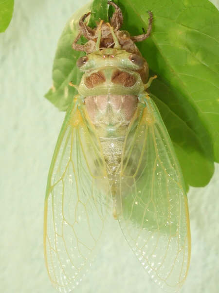 30 Tibicen plebejus molt sequence, photos by Iván Jesus Torresano García