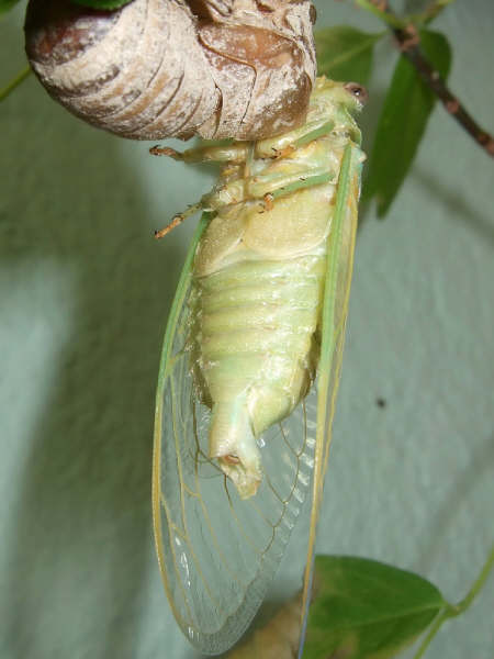 Molting - Cicada Mania