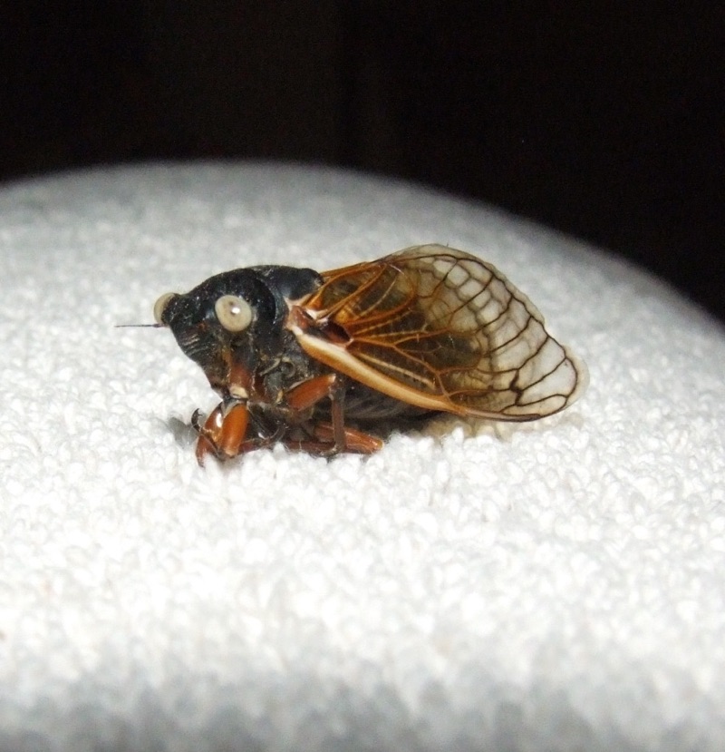 White-eyed cicada found by Chris Lowry in Nashville, TN. Brood XIX. 2011.