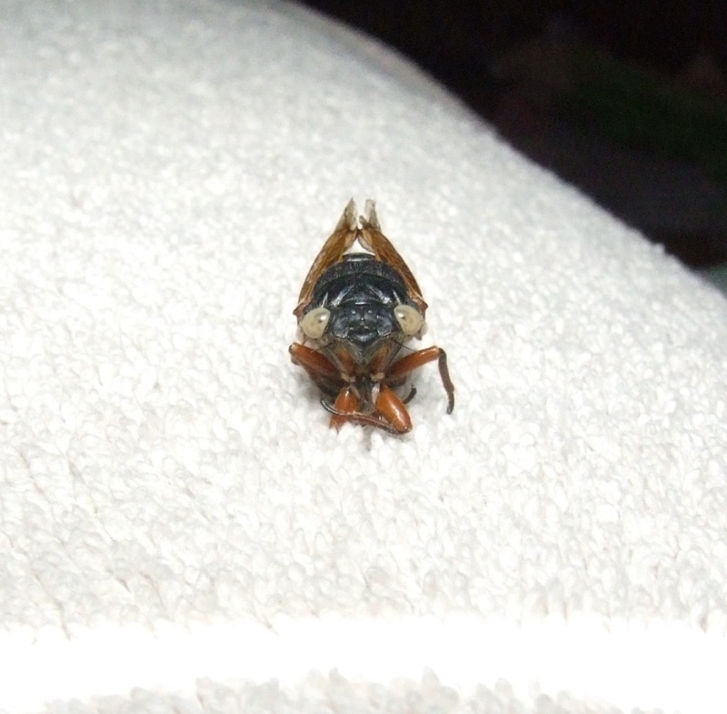 White-eyed cicada found by Chris Lowry in Nashville, TN. Brood XIX. 2011.