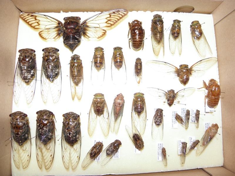 A box of cicadas from French Guiana