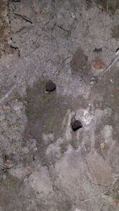 A couple exit holes