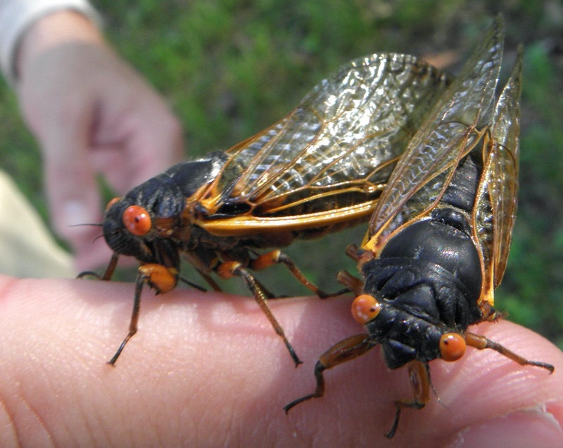 A pair of mating Magicicada septendecims found in Woodbridge Township NJ