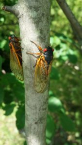 A pair of septendecim