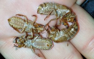 A palmful of exuvia