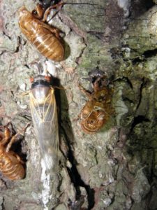 A teneral Magicicada septendecim in Metuchen NJ