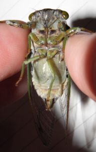 Molting N. tibicen tibicen